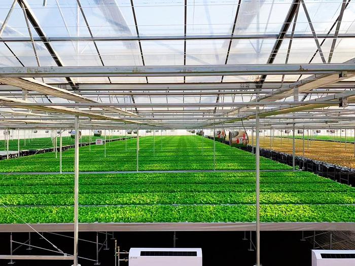 火星救援男主有這技術(shù)就不愁了!城市副中心有座神奇的植物工廠