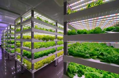 【未來(lái)農(nóng)業(yè)】從中日荷"植物工廠",看未來(lái)農(nóng)業(yè)~