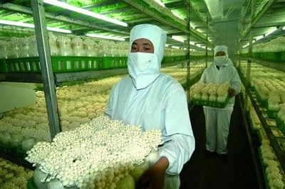 農(nóng)業(yè)農(nóng)村部加強(qiáng)食用菌生產(chǎn)用藥監(jiān)管