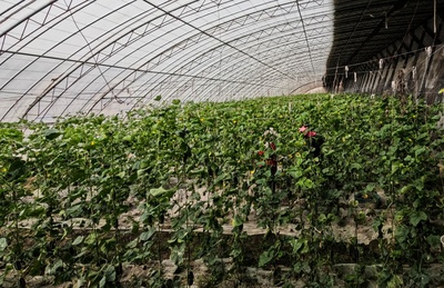 新疆阿拉爾市:設施農業邁出&ldquo;新步伐&rdquo; &ldquo;高端&rdquo;產品從棚里產