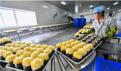 福建:尤溪祥云銀耳產(chǎn)銷兩旺后勁足