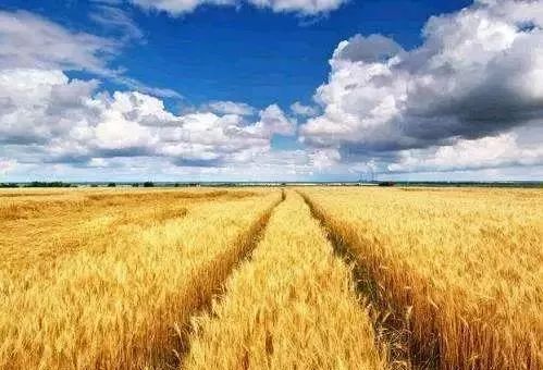 年底是政策出臺密集期,這5大農業將會有新一輪的紅利