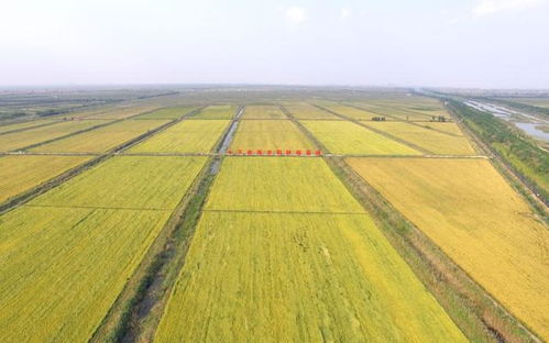 濰坊國家農業開放發展綜合試驗區將辦農產品博覽會