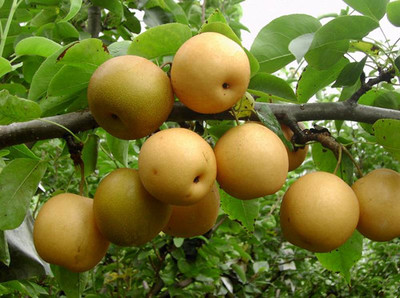 梨樹苗廠家直銷梨樹苗基地供應梨樹苗批售梨樹苗培養(yǎng)基地圖片|梨樹苗廠家直銷梨樹苗基地供應梨樹苗批售梨樹苗培養(yǎng)基地產品圖片由平頂山國營生態(tài)農業(yè)科技開發(fā)公司生產提供-