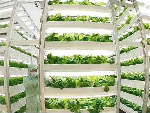 日本能否把植物工廠做成&ldquo;出口產業&rdquo;?