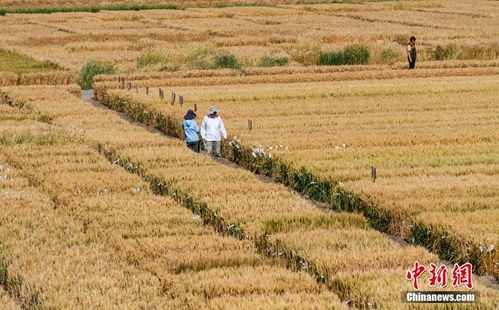 芒種至 北京農(nóng)業(yè)試驗(yàn)田作物長勢喜人