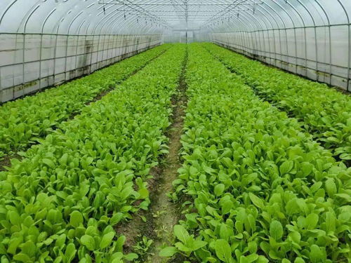 農(nóng)業(yè)主體,四川10地氣溫超40 高溫天氣農(nóng)業(yè)生產(chǎn)管理意見,請一定收好