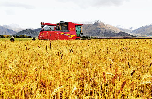 像保護(hù)大熊貓一樣保護(hù)耕地