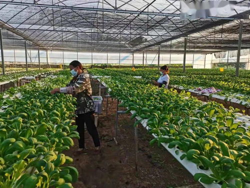 區(qū)農(nóng)業(yè)農(nóng)村局 抓好疫情防控, 護航 農(nóng)業(yè)生產(chǎn)