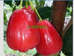 廣西蓮霧果基地怎么樣|廠家直銷特惠廣西蓮霧果圖片|廣西蓮霧果基地怎么樣|廠家直銷特惠廣西蓮霧果產(chǎn)品圖片由防城港市天紅農(nóng)業(yè)科技有限責任公司公司生產(chǎn)提供-