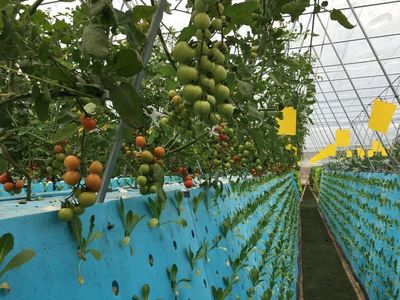 秘訣在哪里?這項技術讓蓮都的農產品高溢價