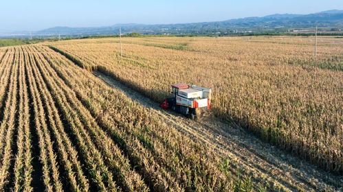 全國秋糧進(jìn)入收獲高峰期 已收獲54.8
