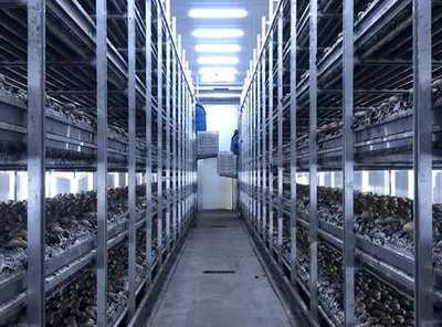 河南嵩縣:智慧菇房推進食用菌產業(yè)數(shù)字化發(fā)展