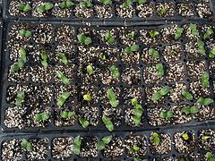 濰坊報價合理的育苗基質&middot;廠家直銷|育苗基質生產廠家圖片|濰坊報價合理的育苗基質&middot;廠家直銷|育苗基質生產廠家產品圖片由青州市廣裕農業(yè)公司生產提供-