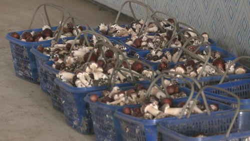 食用菌遠(yuǎn)銷拓富路,東豐縣棚膜經(jīng)濟(jì)發(fā)展一瞥