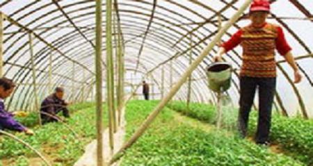 不少人都對有機蔬菜滿懷興趣,卻鮮有人能把有機農業(yè)產品做到底的