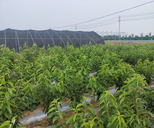 蘭丁2號(hào)小苗批發(fā)基地 蘭丁2號(hào)小苗 山東山清水秀生態(tài)農(nóng)業(yè)