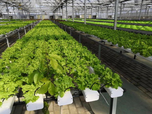 喜訊 吳江現(xiàn)代農業(yè)產業(yè)示范園成為首批認定的省級現(xiàn)代農業(yè)產業(yè)示范園