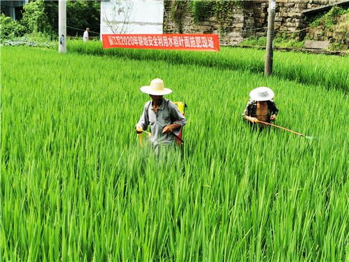 綦江區(qū)務實推進耕地安全利用 助推農(nóng)產(chǎn)品品牌建設