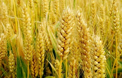 農(nóng)業(yè)的區(qū)位因素