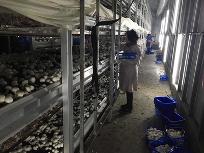 &ldquo;金山味道&rdquo;飄香四方,上海首家國(guó)家現(xiàn)代農(nóng)業(yè)產(chǎn)業(yè)園在金山創(chuàng)建成功