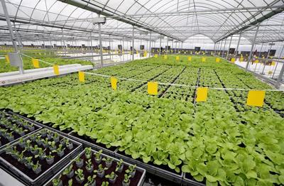 畝產(chǎn)6萬(wàn)斤有機(jī)蔬菜,全年天天采收、幾乎無(wú)人的&ldquo;蔬菜工廠&rdquo;長(zhǎng)啥樣?