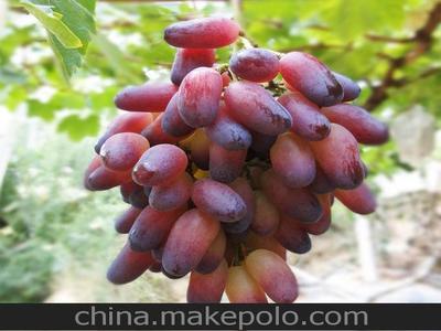「圖」貴州農(nóng)業(yè)產(chǎn)品 特價 廠家直銷 超逸葡萄 美人指 穗重600-800克圖片1