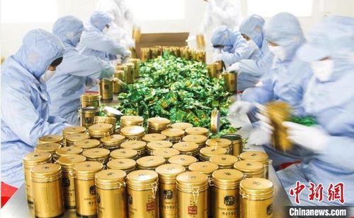 萬畝 豐縣牛蒡 助力鄉(xiāng)村振興 漢皇故里江蘇豐縣再領(lǐng)風騷