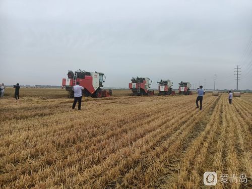 青島市農業生產社會化服務現場觀摩會在萊西市姜山鎮召開