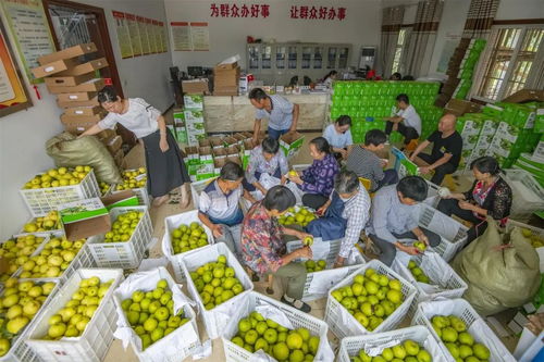 重慶萬州長嶺村委會(huì)辦公室變身加工廠，助推農(nóng)產(chǎn)品外銷助力鄉(xiāng)村振興